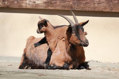 Durchs Gehege im Tierparkt Chemnitz tollen nun vier kleine Weibchen...