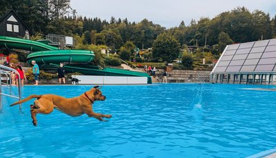 Annaberg-Buchholzer Badbetreiber sind auf den Hund gekommen: Viele Vierbeiner gingen in der Badeanstalt am Stangewald am Samstag fröhlich baden. Darunter auch Nala (18 Monate) von Halterin Annika Löffler. 