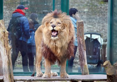 Malik im März 2016. Der Löwe im Tierpark Chemnitz musste eingeschläfert werden.