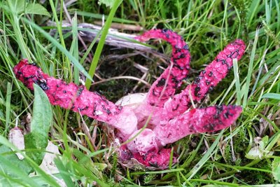 Fünf Tentakel hat dieser Tintenfischpilz im Garten der Familie Urban in Scharfenstein.