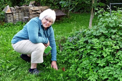 Im Garten hinter ihrem Haus hat Eva Urban mal wieder einen Tintenfischpilz entdeckt.