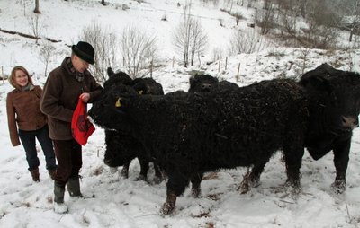 Almut Schleifenbaum und Peter Colsmann beim Füttern ihrer Galloways in Heidersdorf.