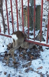 Ein Rehbock hat sich am Montag vergangener Woche in Aue-Bad Schlema in einem Tor eingeklemmt.