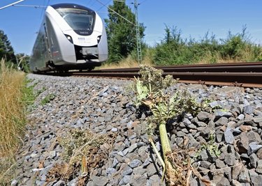 Ein Anwohner hat die Samendolden des Riesenbärenklau am Bahndamm am Foschenrodaer Weg gekappt. Nach Aufforderung durch das Landratsamt hat die DB Netz AG jetzt die stark giftigen Pflanzen entfernt.