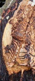 Borkenkäfer hinterlassen im Holz eine typische Maserung durch die Gänge, die sie fressen. 