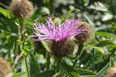 Die Perücken-Flockenblume war einst weit verbreitet auf Bergwiesen. Durch intensive Landwirtschaft musste sich Kay Meister erst Samen besorgen, um sie in seinem Heimatort wieder anpflanzen zu können.