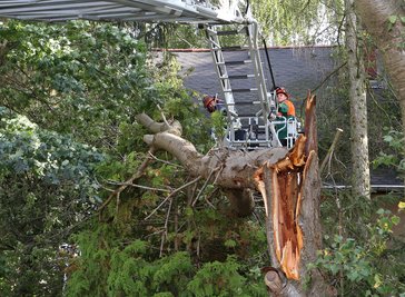 In Oberwiera an der Waldenburger Straße ist ein großer Kirschbaum auf ein Haus gefallen. 
