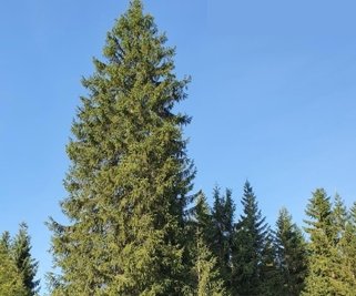 Der Baum steht noch im Forstbezirk Adorf. 