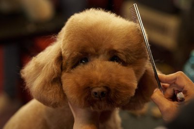 Aufgrund der prekären Haushaltslage prüft Burgstädt die Erhöhung der Hundesteuer.