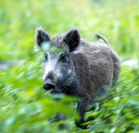 Sieben Wildschweine hatten zuletzt im Wildgatter gelebt. Die Anlage ist nun leer. 