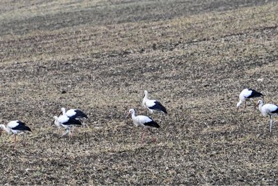 Auf einem Feld zwischen dem Burgstädter Gewerbegebiet Herrenhaide und Hartmannsdorf wurden Störche gesichtet. Der Rückflug nach Süden hat begonnen, sagt ein Experte.
