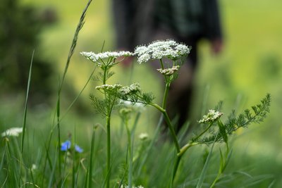 Bärwurz gehört eigentlich zur Kulturregion Erzgebirge. Mit ihm kann man nicht nur gut Kartoffeln würzen, sondern auch einen Schnaps herstellen. Kay Meister empfiehlt ein bisschen Kandiszucker dazu.