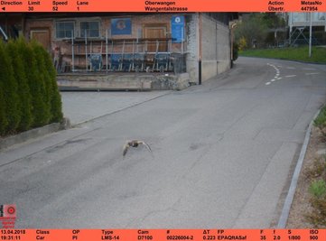 Eine Ente fliegt mit 52 kmh durch eine Tempo-30-Zone der Gemeinde Köniz in der Schweiz und wird von einer Radarfalle erwischt.