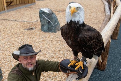 Weißkopfseeadler Lakota nimmt mit Falknereichef Hans-Peter Herrmann probeweise an den neuen Schausitzplätzen Platz. 