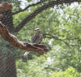 Im Tiergehege am neuen Spielplatz sind unter anderem Blauracken zu sehen.