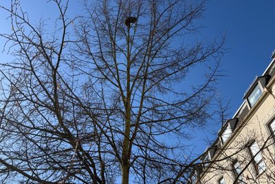 Vor dem Netzschkauer Ratskeller sitzt ein Waschbär im Baum und versetzt die Menschen in Aufregung.