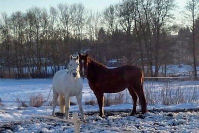 Sind nach einem unerlaubten Ausflug wieder wohlbehalten da: Shalina (l.) und Mili.
