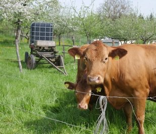 Auch Kühe werden in Stollsdorf gehalten. Die Kälber trinken ihre Milch. Die Kühe sind auf Fleischleistung gezüchtet.