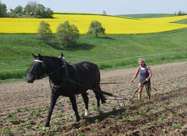 Bodenbearbeitung wie anno dazumal. 