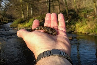 Fischexperte Roland Bäuml hält eine Groppe in der Hand. Allerdings ist das Bild schon mehrere Jahre alt. 