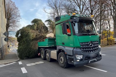 Ein Transportunternehmen brachte den Baum in die Innenstadt.