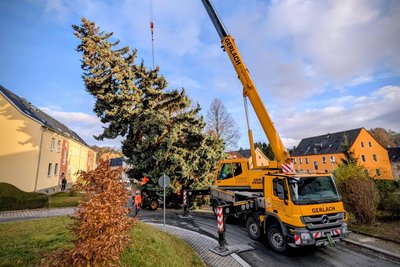 Diese rund 18 Meter hohe Blaufichte in Zschopau erwies sich als zu groß für den Transport.