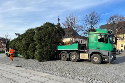 Der 1,8 Tonnen schwere Fichte kam unbeschädigt auf dem Markt an.