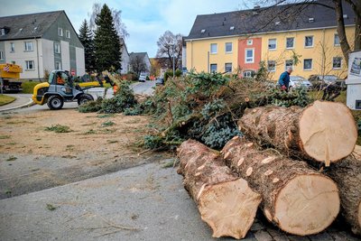 Noch vor Ort wurde der Baum in Zschopau in kleine Teile zersägt.