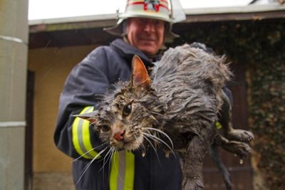 Gemeindewehrleiter Jürgen Böttcher holte die Katze nach der Rettungsaktion aus dem Bach.