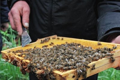 Wegen des kühlen Wetters am Wochenende waren die Bienen wenig in Fluglaune.