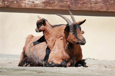 Der Tierpark Chemnitz freut sich über vier junge Erzgebirgsziegen. Sie wurden Mitte Mai geboren. 