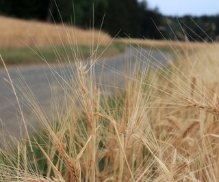 Derartig geschädigte Halme liefern kein Getreide mehr, höchstens noch Stroh. Der Agrargenossenschaft Am Kuhberg macht nicht nur die Trockenheit zu schaffen. Dort hat der Hagel ganze Arbeit geleistet. l