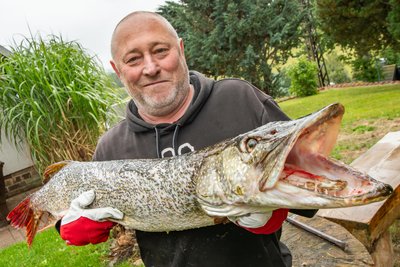 Maik Wohlgemuth hat den stattlichen Raubfisch aus der Talsperre Malter gezogen.