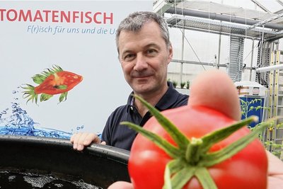 Der Biologe Werner Kloas vor einigen Jahren in einem Forschungsgewächshaus im Leibniz-Institut für Gewässerökologie in Berlin mit einer hier gewachsenen Tomate. Kloas ist einer der Tomatenfisch-Erfinder. Er glaubt, dass die Idee auch Menschen in ärmeren Ländern dabei helfen kann, genug Nahrung herzustellen. Dabei sollen auch Maden als Fischfutter helfen. 