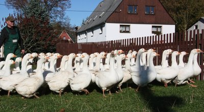 
              <p class="artikelinhalt">Der Lichtenberger Christian Fleischer, hier als Gänsehirt, freut sich über sein gut genährtes Federvieh.</p>
              <p class="artikelinhalt"> 50 Gänse haben zu unserer Fotozeit kontrollierten Ausgang.</p>
            