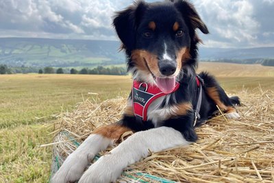 Der tierärztliche Notfalldienst für Kleintiere wie Hündin Mia soll ab Januar in Sachsen über eine zentrale Notrufnummer erreichbar sein. Es gibt 13 größere Notfalldienstringe, das betrifft auch die Region Annaberg.