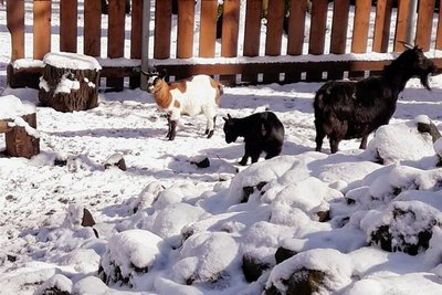 Bei den Ziegen und Kamerunschafen im Tiergehege am Pöhlberg gibt es Nachwuchs.