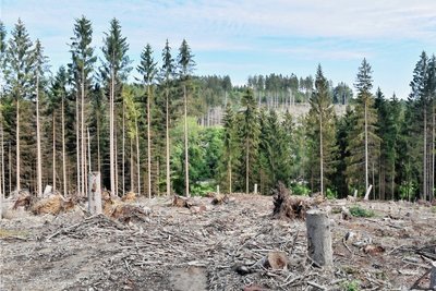 Ein Blick auf Waldabschnitte im Sternmühlental zeigt, welchen Umfang die Schäden im Baumbestand angenommen haben, die von den Stürmen des Frühjahrs hinterlassen wurden.