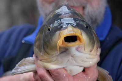 Die Erzgebirger können sich am Samstag am Filzteich frische Karpfen sichern.