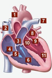 Wunderwerk Herz: 1 - Aorta, 2 - obere Hohlvene, 3 - Pulmonalklappe, 4 - rechter Vorhof, 5 - Trikuspidalklappe, 6 - rechte Herzkammer, 7 - Pumonalarterien, 8 - linker Vorhof, 9 - Mitralklappe, 10 - Aortenklappe, 11 - linke Herzkammer. Quelle: Dt. Herzstiftung