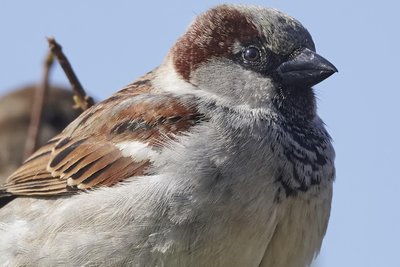 Diesen Haussperling (Spatz) fotografierte Klaus Hornauer, im Internet auch als Klaus Schrauber bekannt, im April 2022 nahe Hausdorf bei Frankenberg.