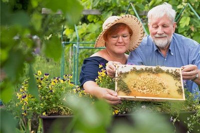 Der Dresdner Kleingärtner und Imker Günter Födisch lässt "Freie Presse"-Gartendoktor Katrin Keiner in Wabenzellen seiner Bienen blicken. Die Hornveilchen bieten den Insekten neben anderen Pflanzen im Garten Nahrung. 