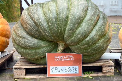 Der Sieger im Wettbewerbs des Kürbisfestivals 2025: knapp 387 Kilogramm bringt der Dicke auf die Waage.