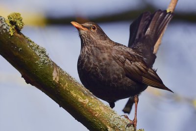 Diese Amsel fotografierte Klaus Hornauer im April 2022 nahe Hausdorf bei Frankenberg.