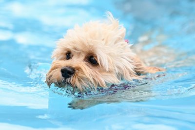 Endlich ist es soweit: Jetzt dürfen die Vierbeiner ins Freibad Raschau zum Abbaden. Denn für sie muss erst Chlor aus dem Wasser entweichen.