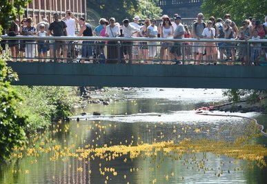  In der Chemnitz wurden genau 4000 gelbe Enten zu Wasser gelassen. Sie schwammen für den guten Zweck in der Fluss-Strömung. 