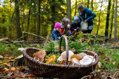 Die Pilz-Hauptsaison verschiebt sich im Erzgebirge zunehmend Richtung Jahresende und startet mittlerweile erst im September. Welche Pilze können Sammler momentan in der Region finden?