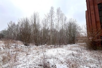 Auf dem vorgelagertem Grundstück versperrt ein Wald den Blick von der Dammsteinstraße auf die Fabrik.