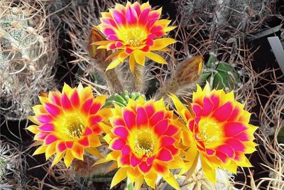 Der Echinopsis-Hybride "Sunny", auch Bauernkaktus oder falsche Königin der Nacht genannt, könnte zur Schau blühen. 