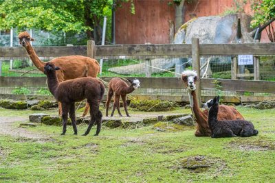 Die Alpakas gehören zu den Tieren im Auer Zoo der Minis.